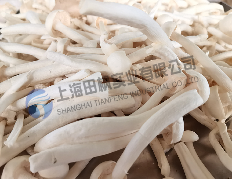 蘑菇凍干，果蔬真空冷凍干燥機應(yīng)用于蘑菇凍干